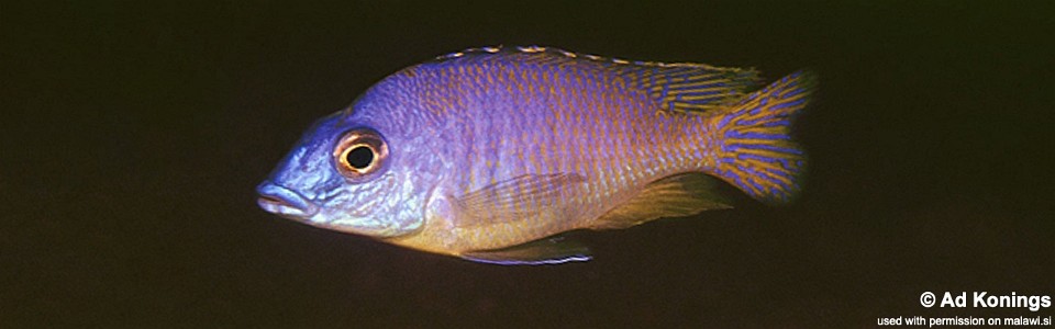 Mylochromis incola 'Nankoma Island'