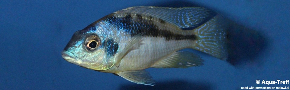 Mylochromis incola (unknown locality)