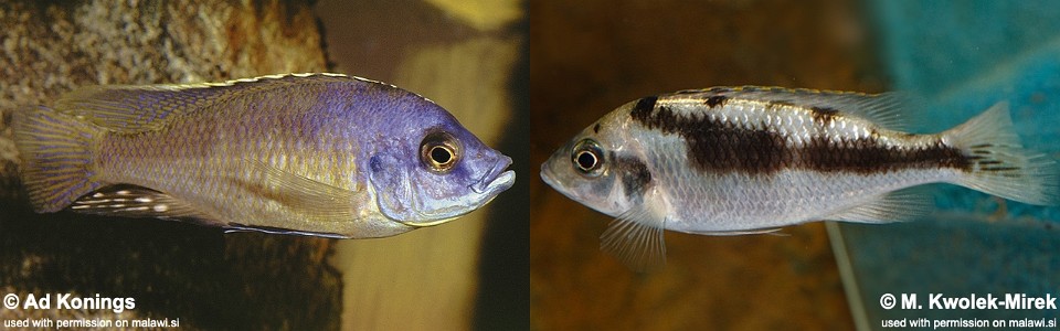 Mylochromis labidodon (unknown locality)