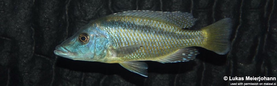 Mylochromis lateristriga 'Chimwalani (Eccles) Reef'