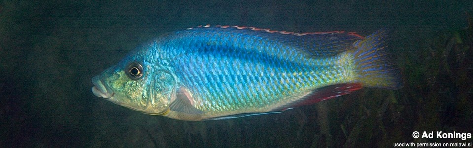 Mylochromis lateristriga 'Maleri Island'