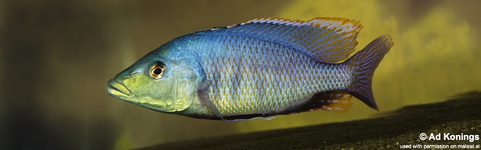 Mylochromis lateristriga (unknown locality)