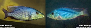 Mylochromis lateristriga