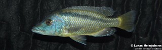 Mylochromis lateristriga 'Chimwalani (Eccles) Reef'.jpg