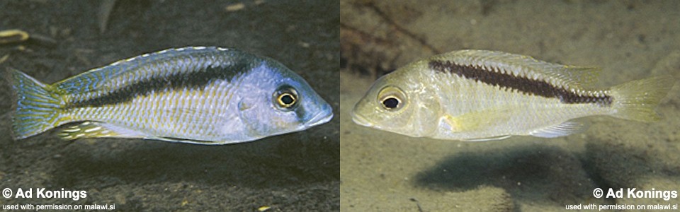 Mylochromis melanotaenia 'Makonde'