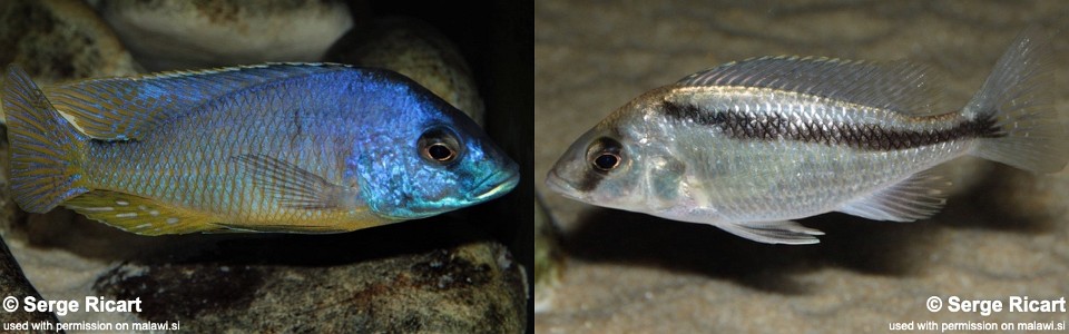 Mylochromis melanotaenia (unknown locality)