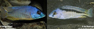 Mylochromis melanotaenia