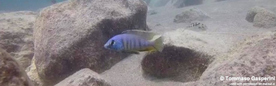 Mylochromis mola 'Chizumulu Island'