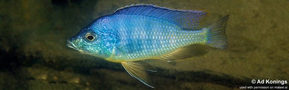 Mylochromis mola 'Maleri Island'