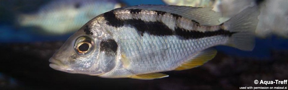 Mylochromis mola 'Mazinzi Reef'