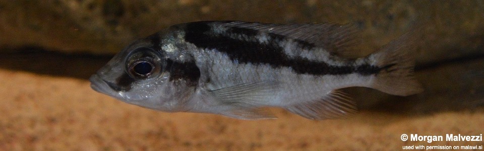 Mylochromis mola (unknown locality)