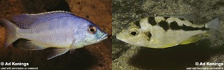 Mylochromis mola