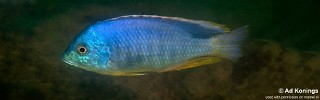 Mylochromis mollis