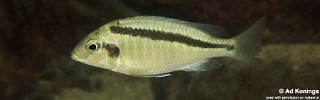 Mylochromis mollis 'Thumbi West Island'.jpg