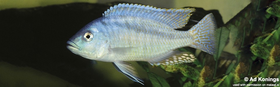 Mylochromis obtusus (unknown locality)