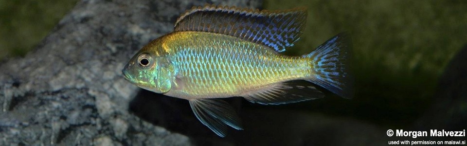 Mylochromis plagiotaenia 'Mdoka'