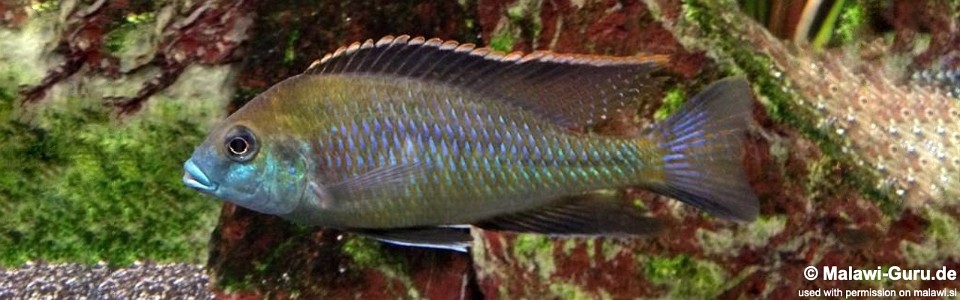 Mylochromis plagiotaenia 'Mvunguti'