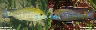 Mylochromis plagiotaenia