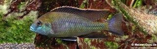 Mylochromis plagiotaenia 'Mvunguti'.jpg