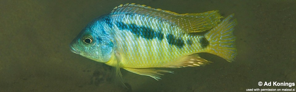 Mylochromis sp. 'incola mumbo' Boadzulu Island