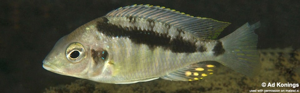 Mylochromis sp. 'incola mumbo' Zimbawe Rock