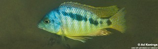 Mylochromis sp. 'incola mumbo' Boadzulu Island.jpg