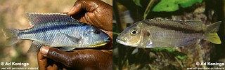 Mylochromis sp. 'kande'