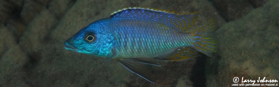 Mylochromis sp. 'lateristriga makanjila' Chiofu