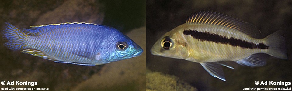 Mylochromis sp. 'lateristriga nkhata' Nkhata Bay