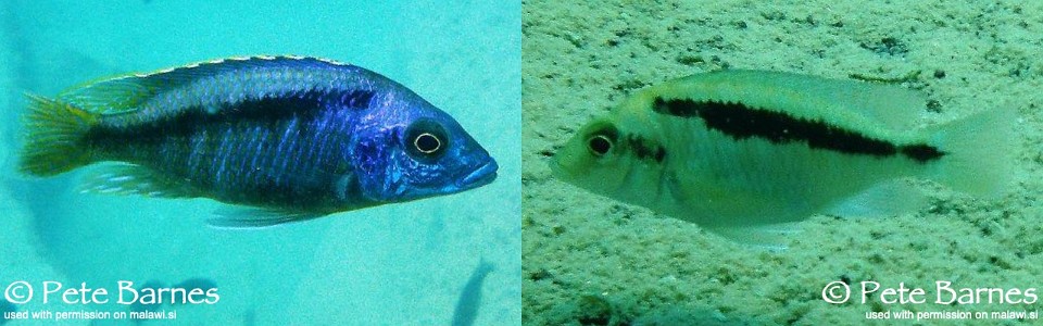 Mylochromis sp. 'lateristriga nkhata' Tchinga Reef