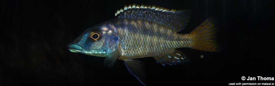 Mylochromis sp. 'mchuse' Nkanda