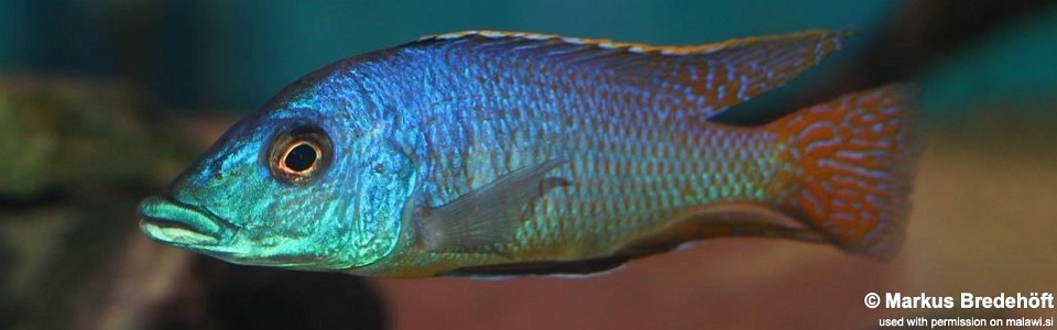 Mylochromis sp. 'mchuse' (unknown locality)