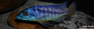 Mylochromis sp. 'mchuse' Magunga.jpg