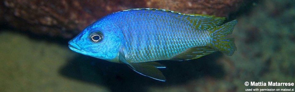 Mylochromis sp. 'mollis likoma' Maingano Island