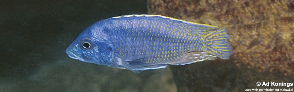 Mylochromis sp. 'mollis likoma' Likoma Island