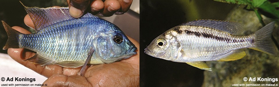 Mylochromis sphaerodon 'Namalenje Island'