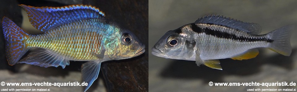 Mylochromis sphaerodon 'Senga Bay'