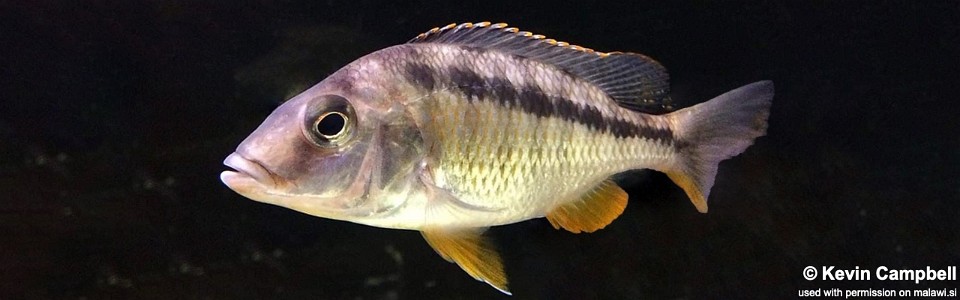 Mylochromis sphaerodon (unknown locality)