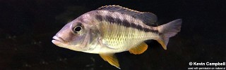 Mylochromis sphaerodon.jpg