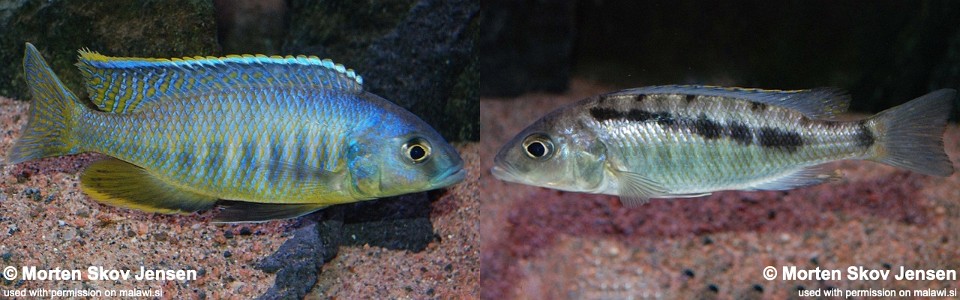 Mylochromis spilostichus 'Makolola Reef'