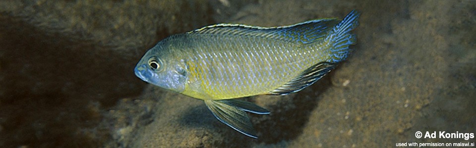 Mylochromis subocularis 'Chesese'