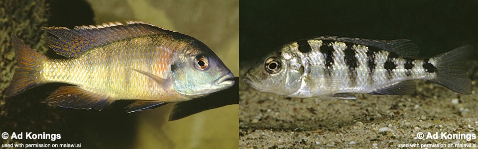 Mylochromis subocularis (unknown locality)