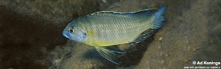 Mylochromis subocularis 'Chesese'.jpg