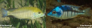 Mylochromis