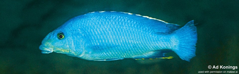 Nimbochromis linni 'Gome'