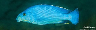 Nimbochromis linni 'Gome'.jpg