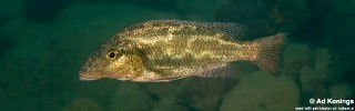 Nimbochromis linni 'Magunga'.jpg