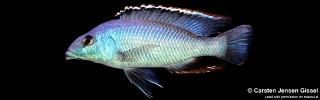 Nimbochromis linni.jpg