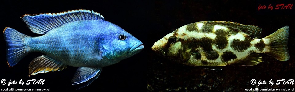 Nimbochromis livingstonii (unknown locality)