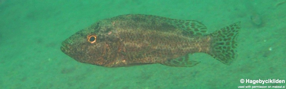 Nimbochromis polystigma 'Masinje'